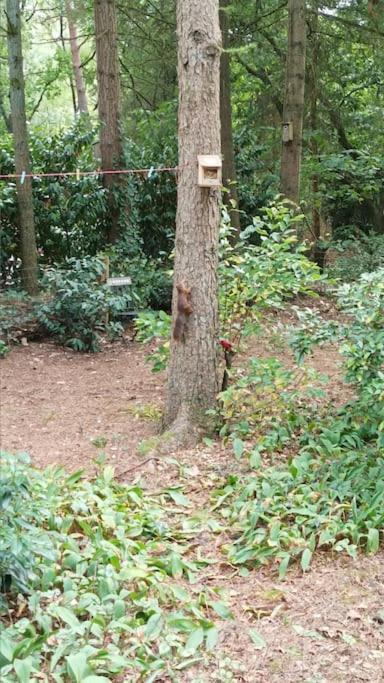Bosbungalow De Eekhoorn Nunspeet Zewnętrze zdjęcie